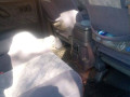 tz-prado-small-3