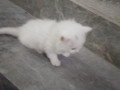 white-persian-double-coated-small-1