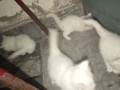 white-persian-double-coated-small-0