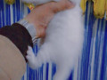 white-persian-double-coated-small-2