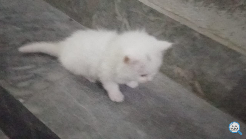 white-persian-double-coated-big-1