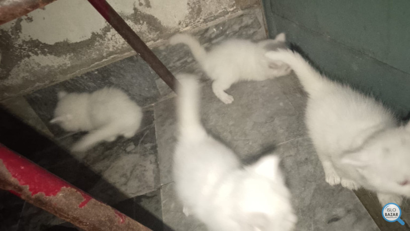 white-persian-double-coated-big-0