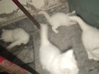 White Persian Double Coated