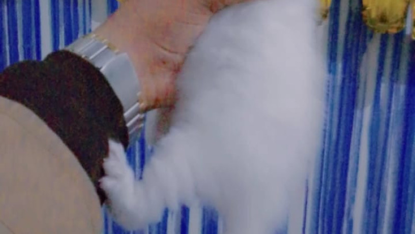 white-persian-double-coated-big-2