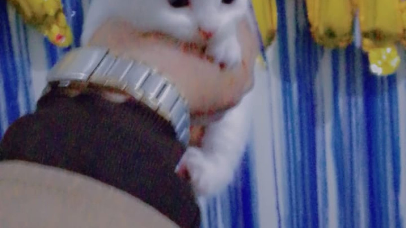 white-persian-double-coated-big-3