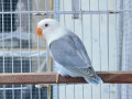 dun-op-love-birds-small-1