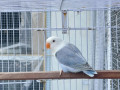 dun-op-love-birds-small-0