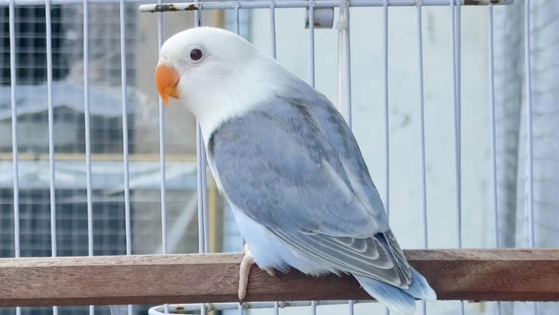 dun-op-love-birds-big-1