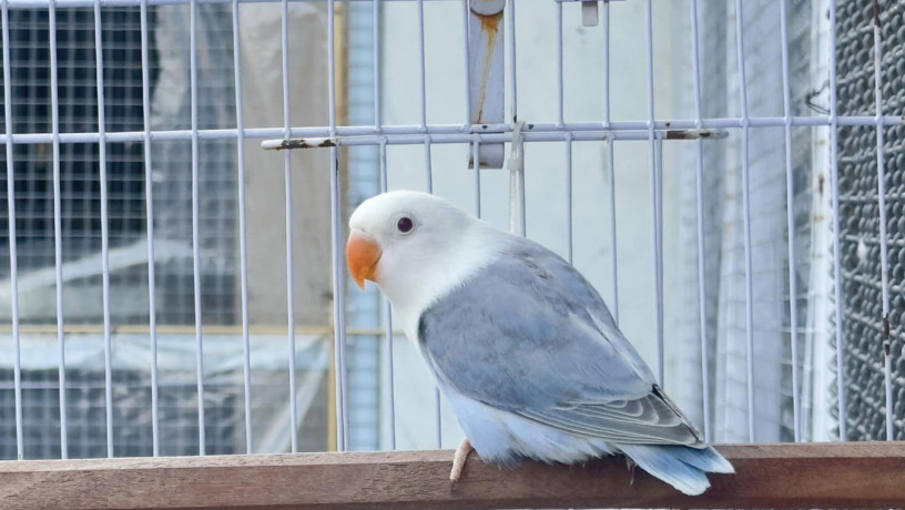 dun-op-love-birds-big-0
