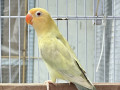 parblue-pale-fallow-small-0