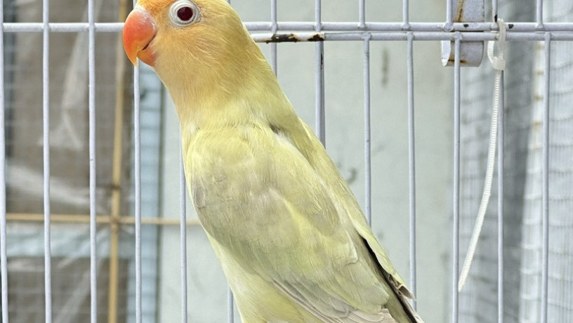 parblue-pale-fallow-big-0